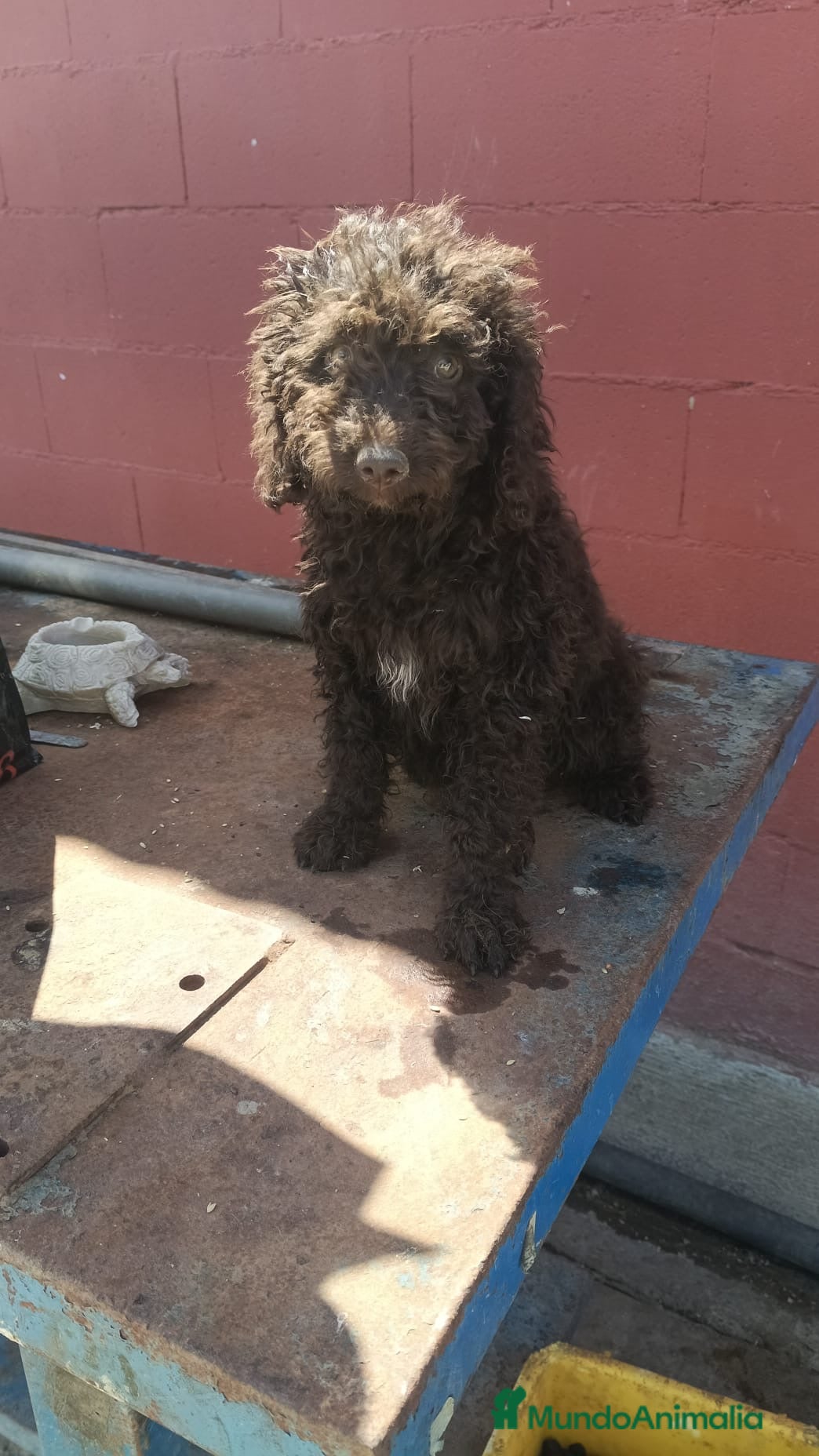 Perro de Agua Español perros Perro de agua hembra chocolate 🐶🐾 - Anuncio 1
