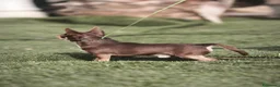 Chihuahua perros en venta: CHIHUAHUA CHOCOLATE CABEZA MANZANA  en Ciudad Real - Anuncio 3