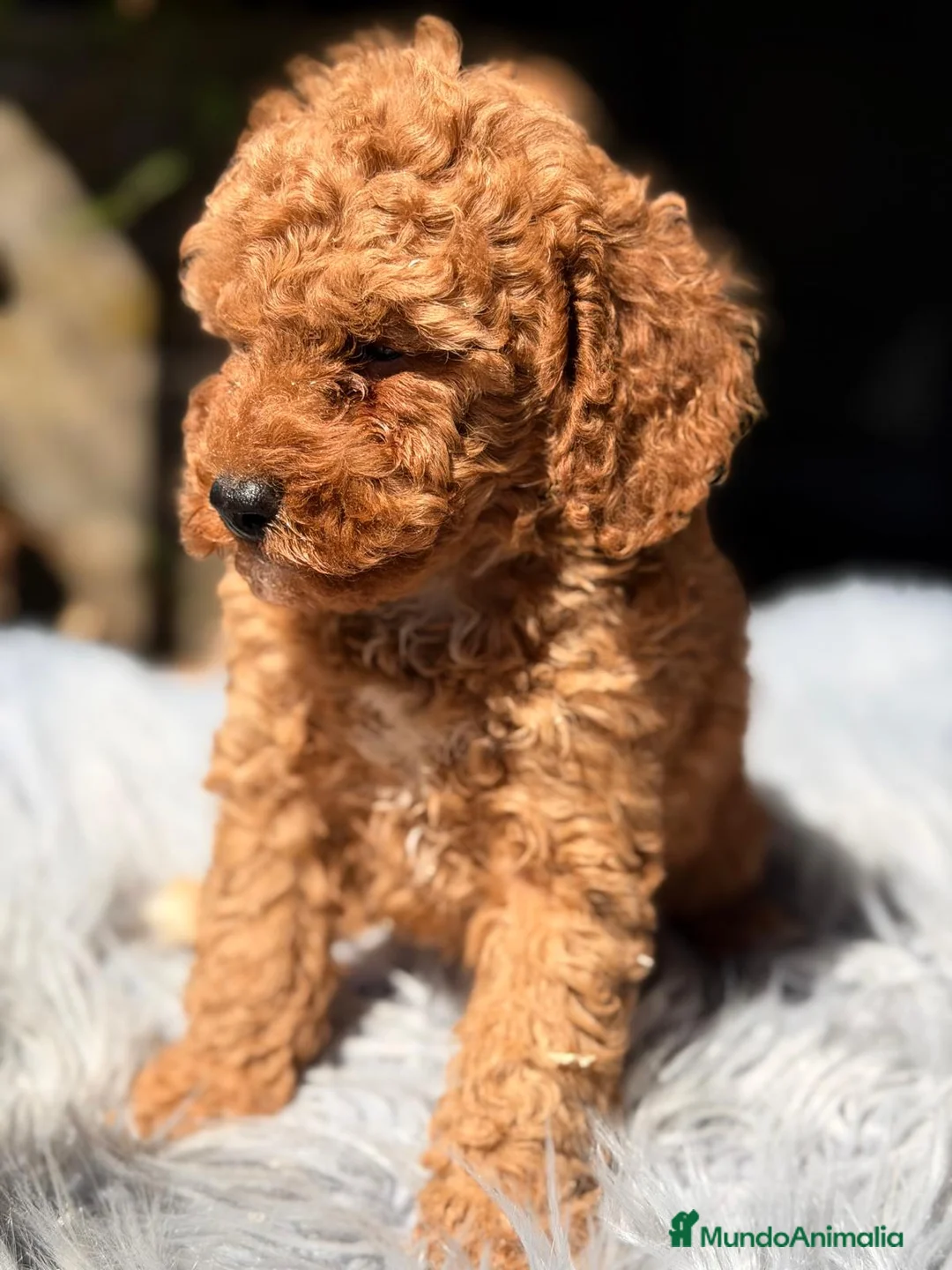 Caniche Toy perros en venta: CANICHE TOY ROJO INT - Anuncio 6