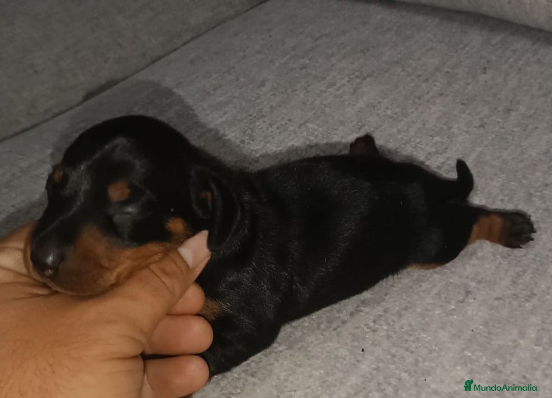 Teckel Miniatura perros en venta: Teckel miniatura varias camadas disponibles  - Imagen 2