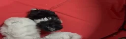 Shih Tzu perros en venta: Cachorros de shihtzu  - Anuncio 4