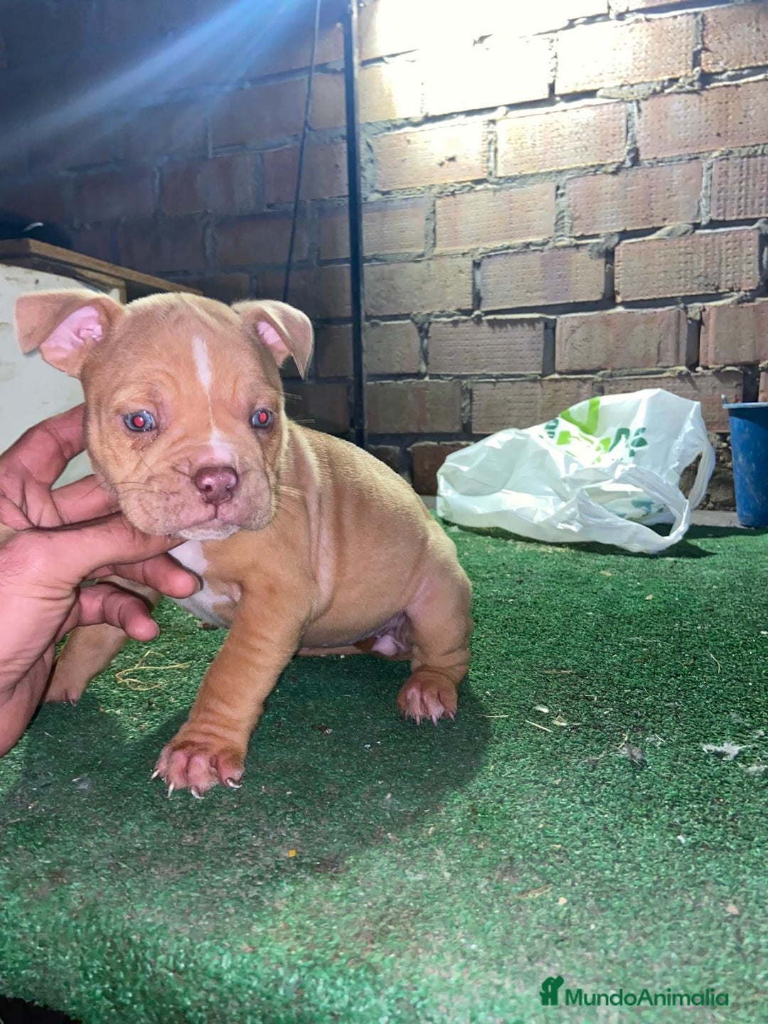 American Bully perros en venta: American bully pocket  - Anuncio 7