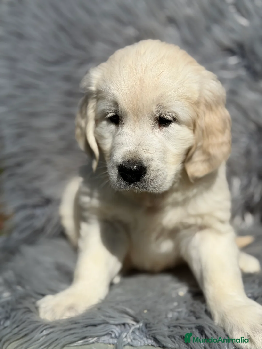 Golden Retriever perros en venta: Golden macho  - Anuncio 1