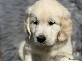 Golden Retriever perros Golden macho - Anuncio 2