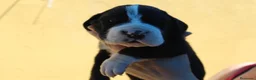 Dogo Alemán perros en venta: Cachorros de dogo alemán/ gran danés  - Anuncio 2