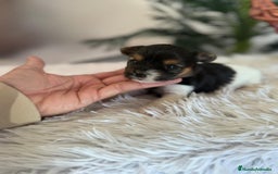 Yorkshire Terrier perros en venta: YORKSHIRE BIEWER HEMBRA - Anuncio 3