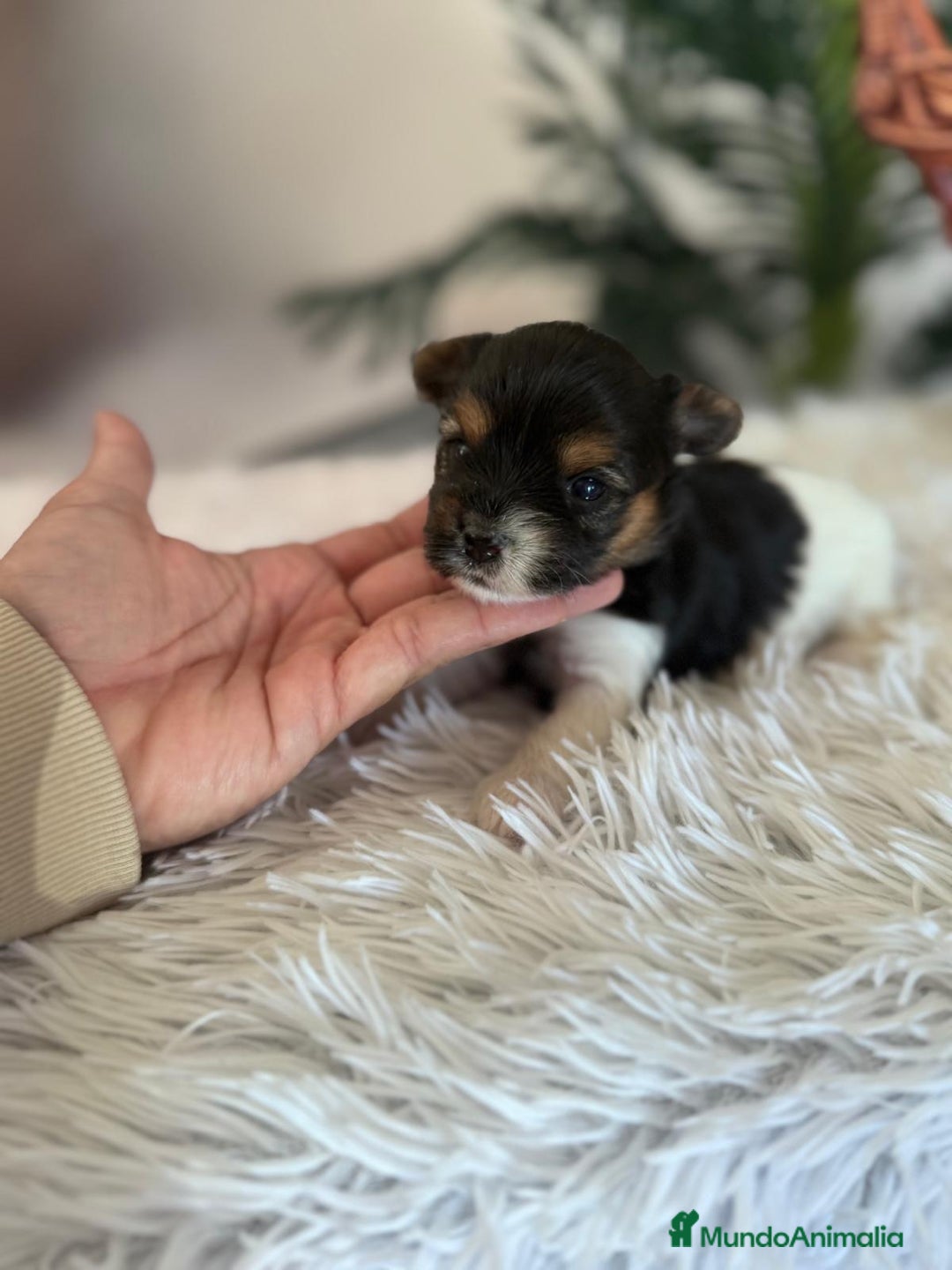 Yorkshire Terrier perros en venta: YORKSHIRE BIEWER HEMBRA - Anuncio 3