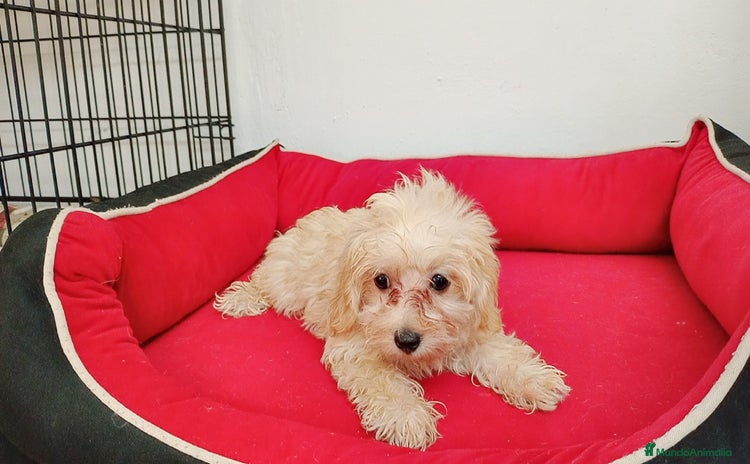 Maltipoo perros - Anuncio 3