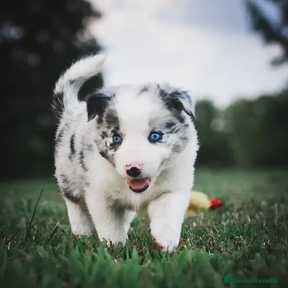 Border Collie perros BORDER COLLIE CACHORROS DESDE 350 € - Anuncio 3