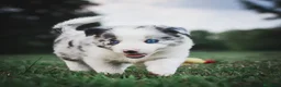 Border Collie perros en venta: BORDER COLLIE CACHORROS DESDE 350 € - Anuncio 1