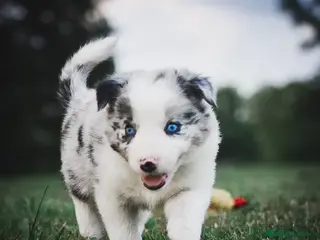 Border Collie perros BORDER COLLIE CACHORROS DESDE 350 € - Anuncio 2