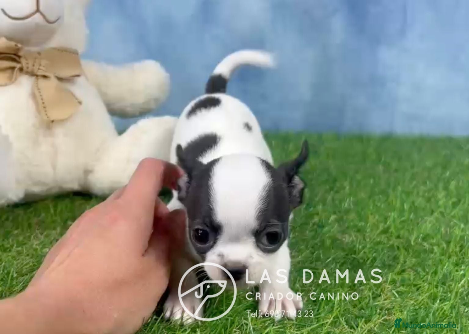 Chihuahua perros Chihuahua hembra disponible - Anuncio 6