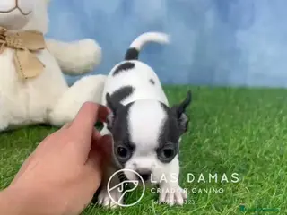 Chihuahua perros Chihuahua hembra disponible - Anuncio 6