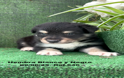 Border Collie perros en venta: BORDER COLLIE DE VILLA BIZNAGA - Imagen 31