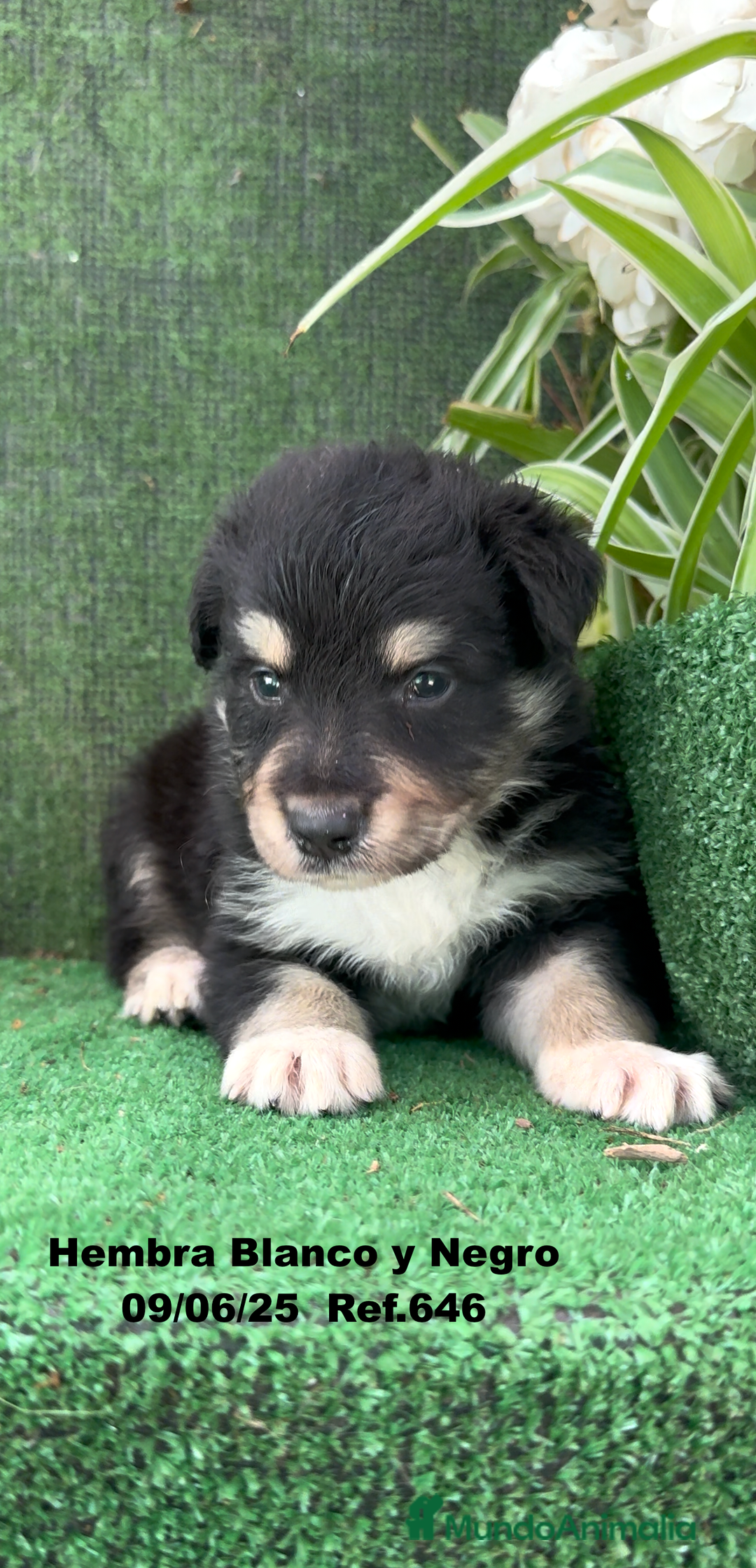 Border Collie perros en venta: BORDER COLLIE DE VILLA BIZNAGA - Imagen 31