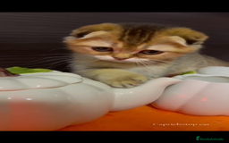 Británico de Pelo Corto gatos en venta: Británicos y Scottish Fold gatitos  - Imagen 3