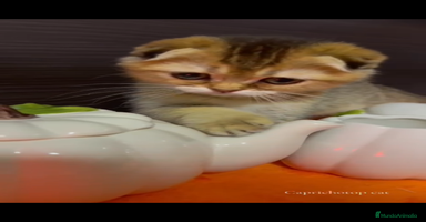 Británico de Pelo Corto gatos - Anuncio 4