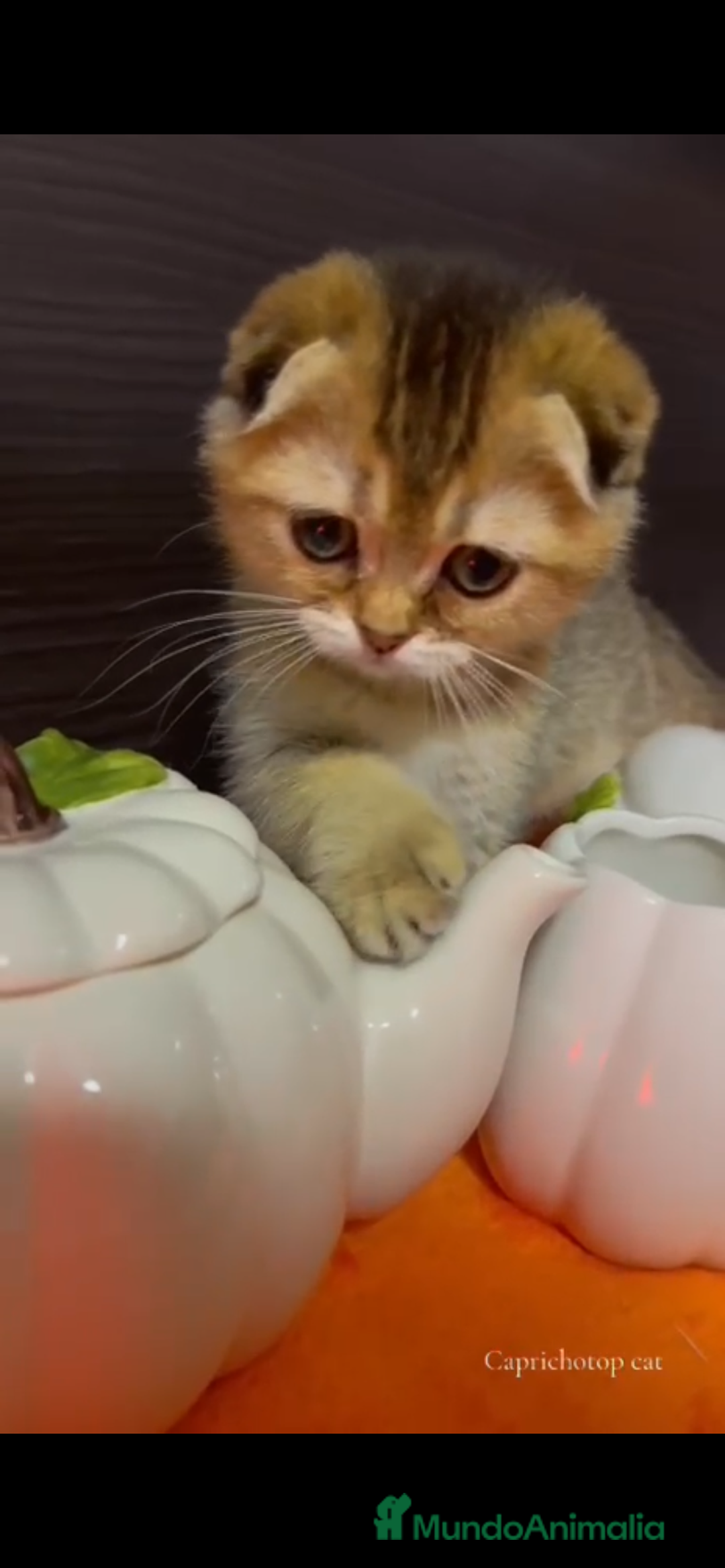 Británico de Pelo Corto gatos en venta: Británicos y Scottish Fold gatitos  - Imagen 3