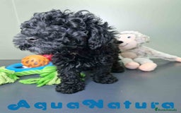Caniche Enano perros en venta: Caniche Hembra CJMM 4801 AQUANATURA - Imagen 8