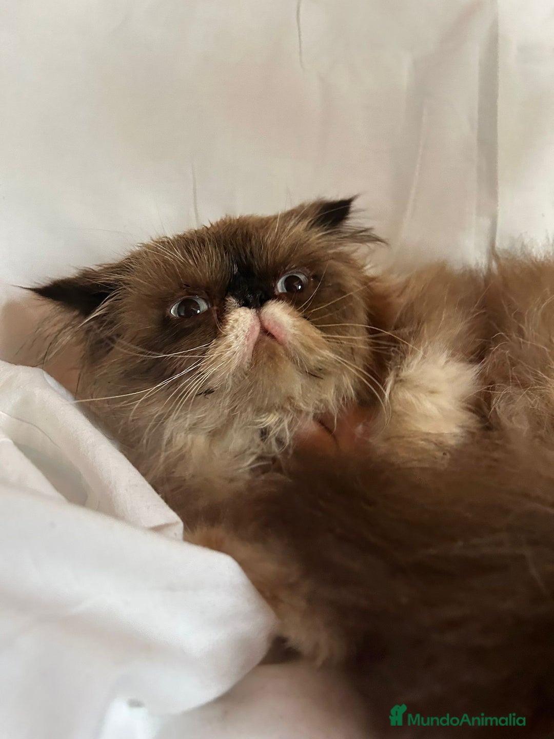 Persa gatos en venta: Persas mallorca - Imagen 5