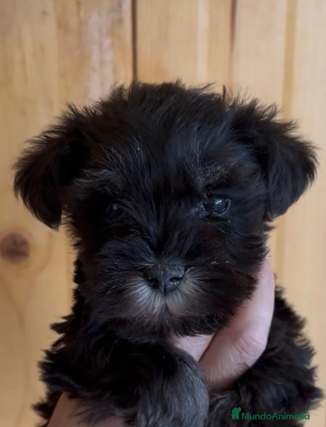 Schnauzer Miniatura perros en venta: Cachorros schnauzer miniatura  - Anuncio 10
