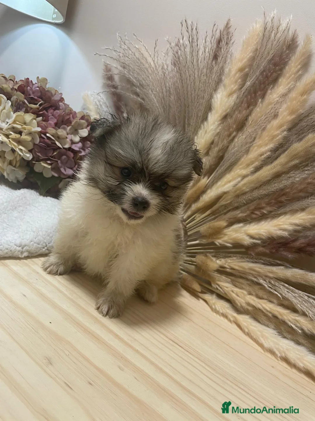 Pomerania perros en venta: pomerania  - Anuncio 2