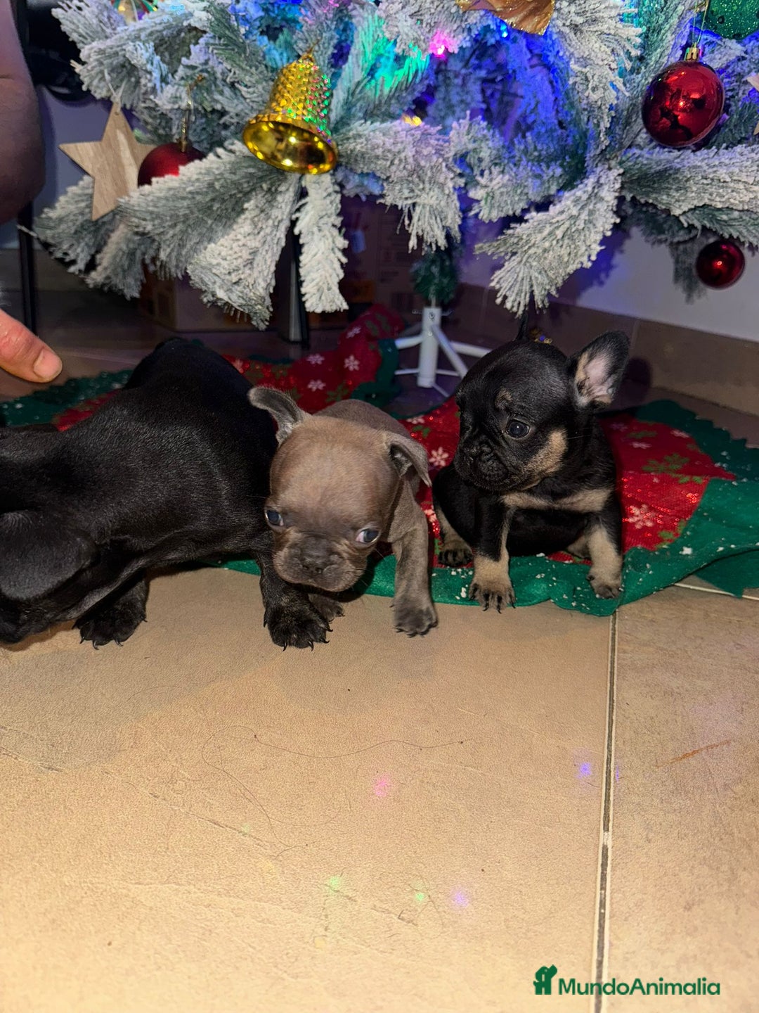 Bulldog Francés perros en venta: Bulldog Francés Hembras - Anuncio 1