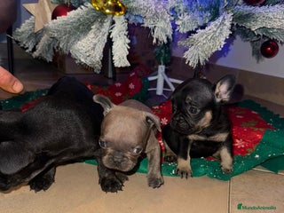 Bulldog Francés perros Bulldog Francés Hembras - Anuncio 1