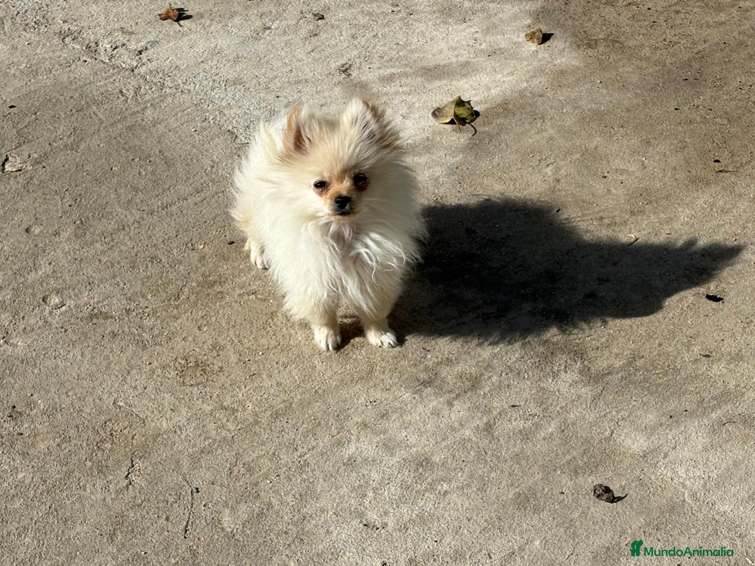 Pomerania perros en venta: lulu pomerania micro toy 5 meses y pesa 700 gramos - Imagen 12
