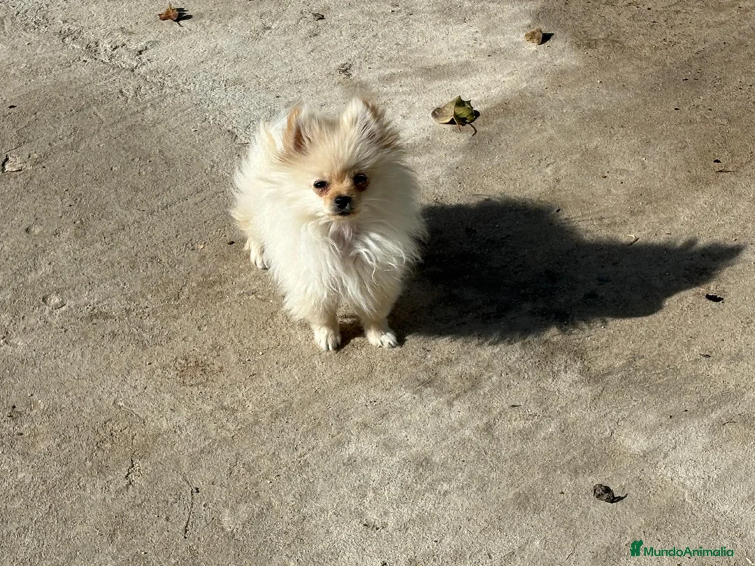 Pomerania perros en venta: lulu pomerania micro toy 5 meses y pesa 700 gramos - Anuncio 12