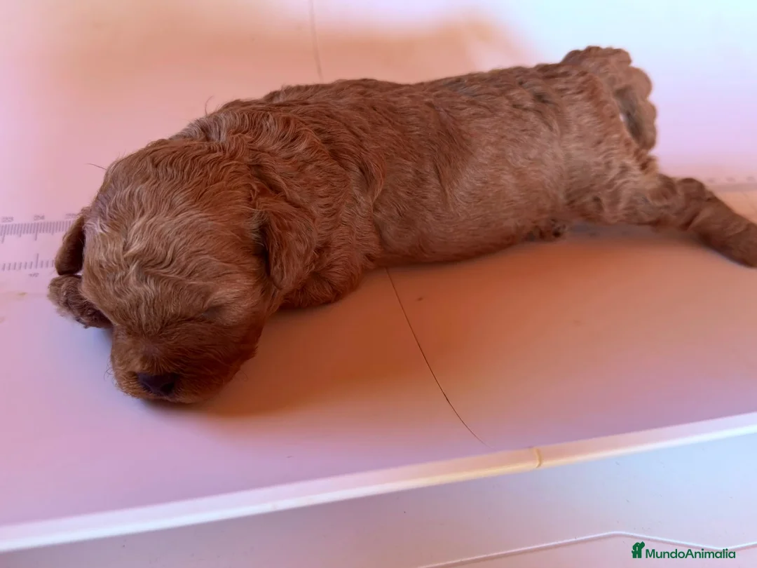 Caniche Toy perros en venta: Caniche Toy  en Zaragoza - Anuncio 2