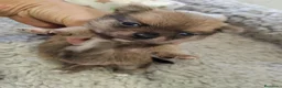 Pomerania perros en venta: Pomeranias - Anuncio 3