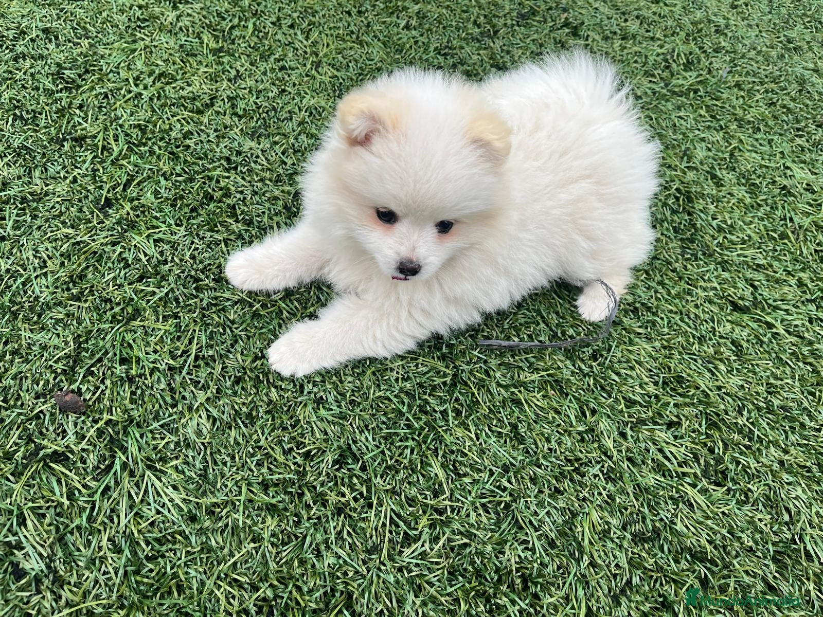 Pomerania perros Pomerania hembra - Anuncio 1