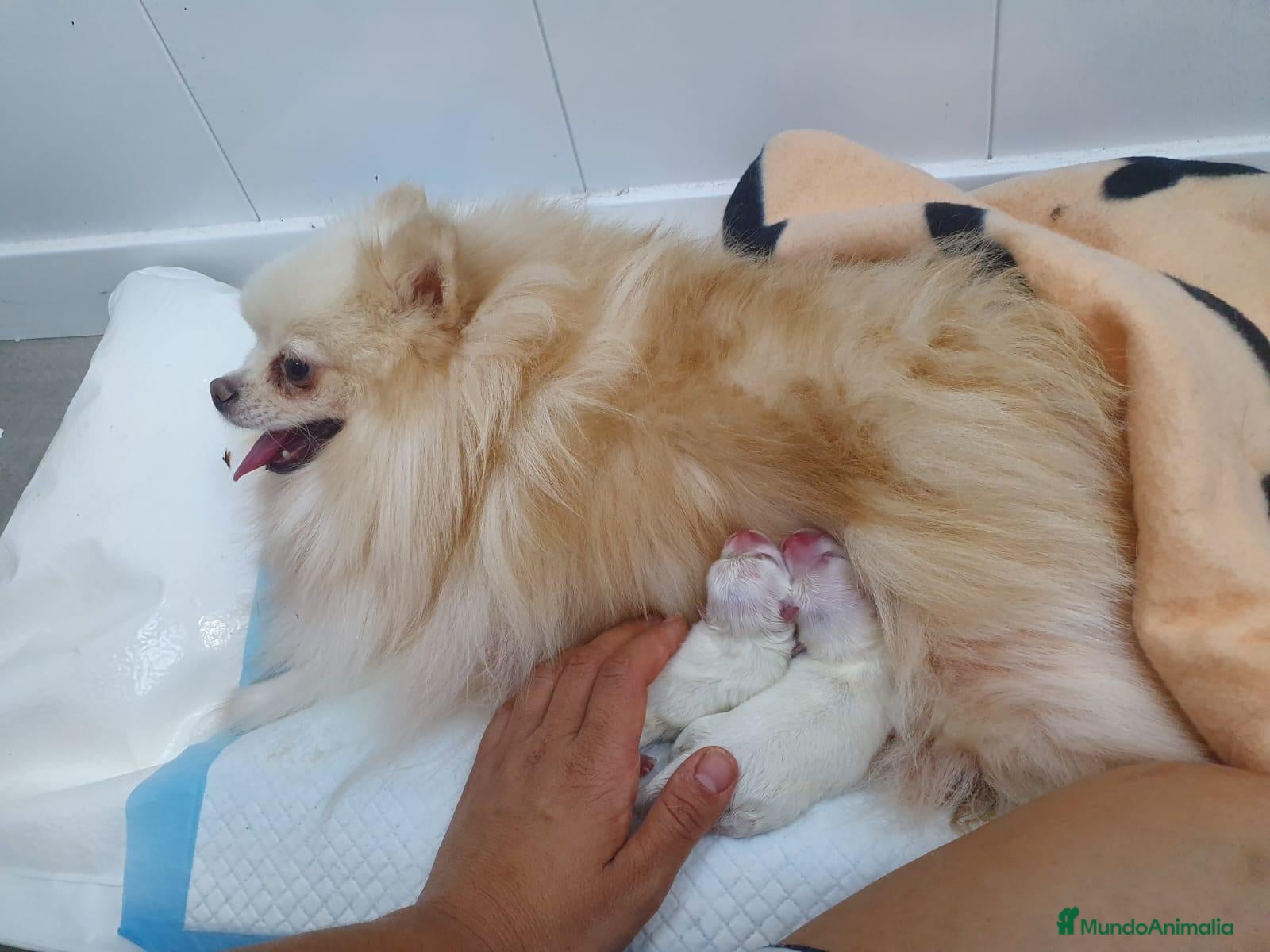 Pomerania perros POMERANIA DEL VALLE - Anuncio 2