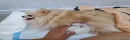 Pomerania perros en venta: POMERANIA DEL VALLE - Anuncio 1
