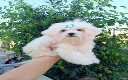 Bichón Maltés perros en venta: Cachorrito bichon maltes  - Imagen 2