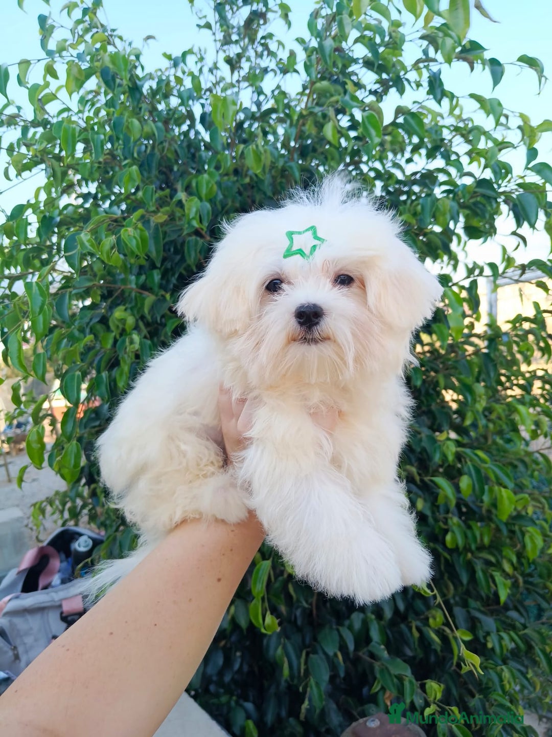 Bichón Maltés perros en venta: Cachorrito bichon maltes  - Imagen 2