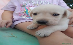 Labrador Retriever perros en venta: Precisosos Labrador Retriever - Imagen 7