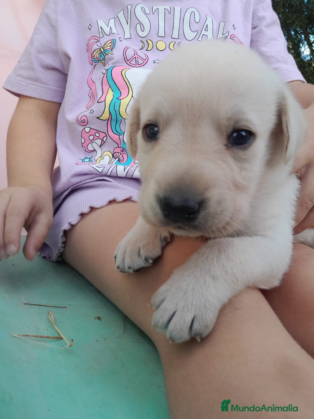 Labrador Retriever perros en venta: Precisosos Labrador Retriever - Imagen 7