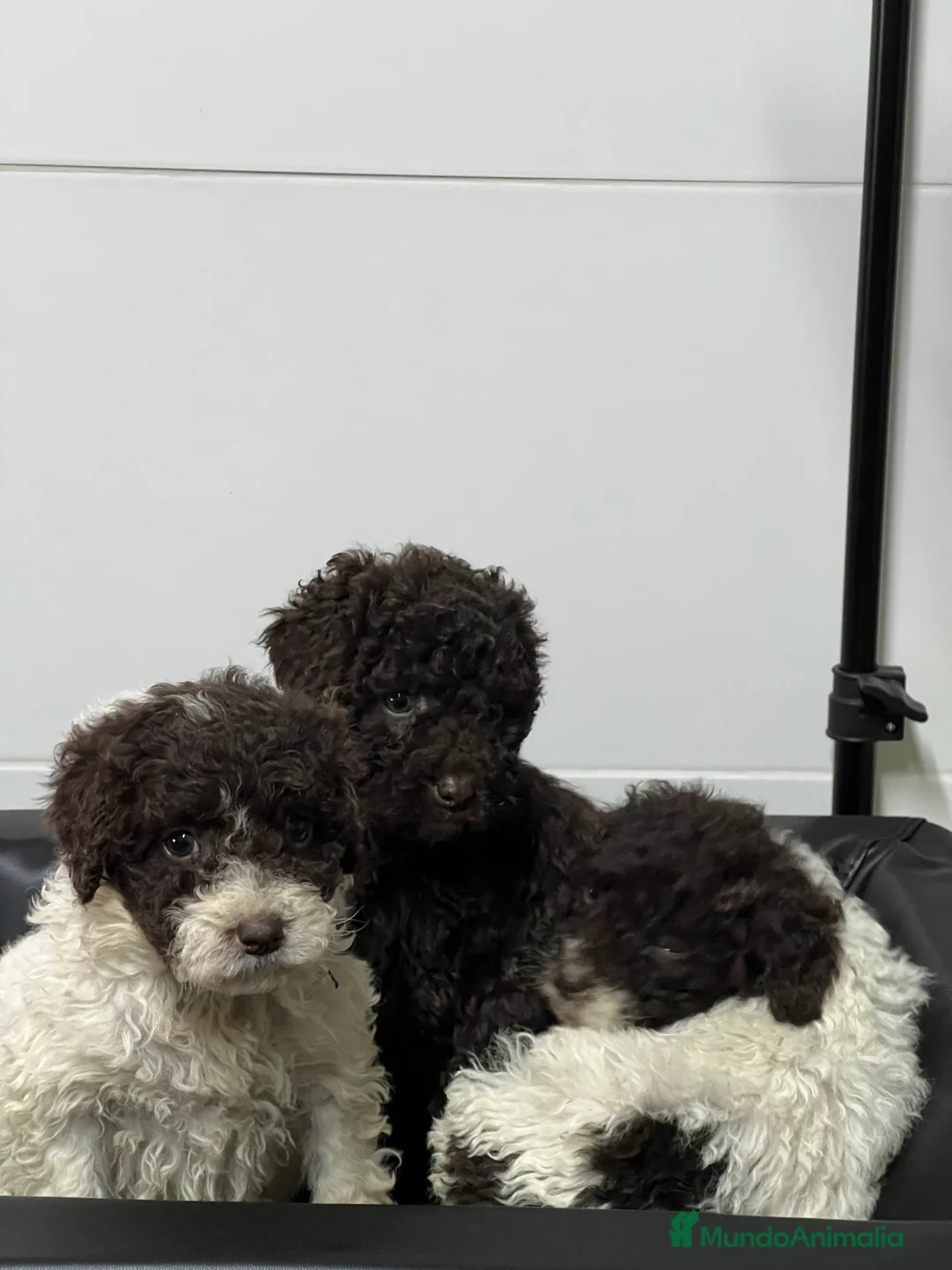 Perro de Agua Español perros en venta: Perro aguas choco y blanco choco  - Anuncio 5