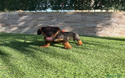 Teckel perros en venta: Teckel cachorro macho  - Imagen 6