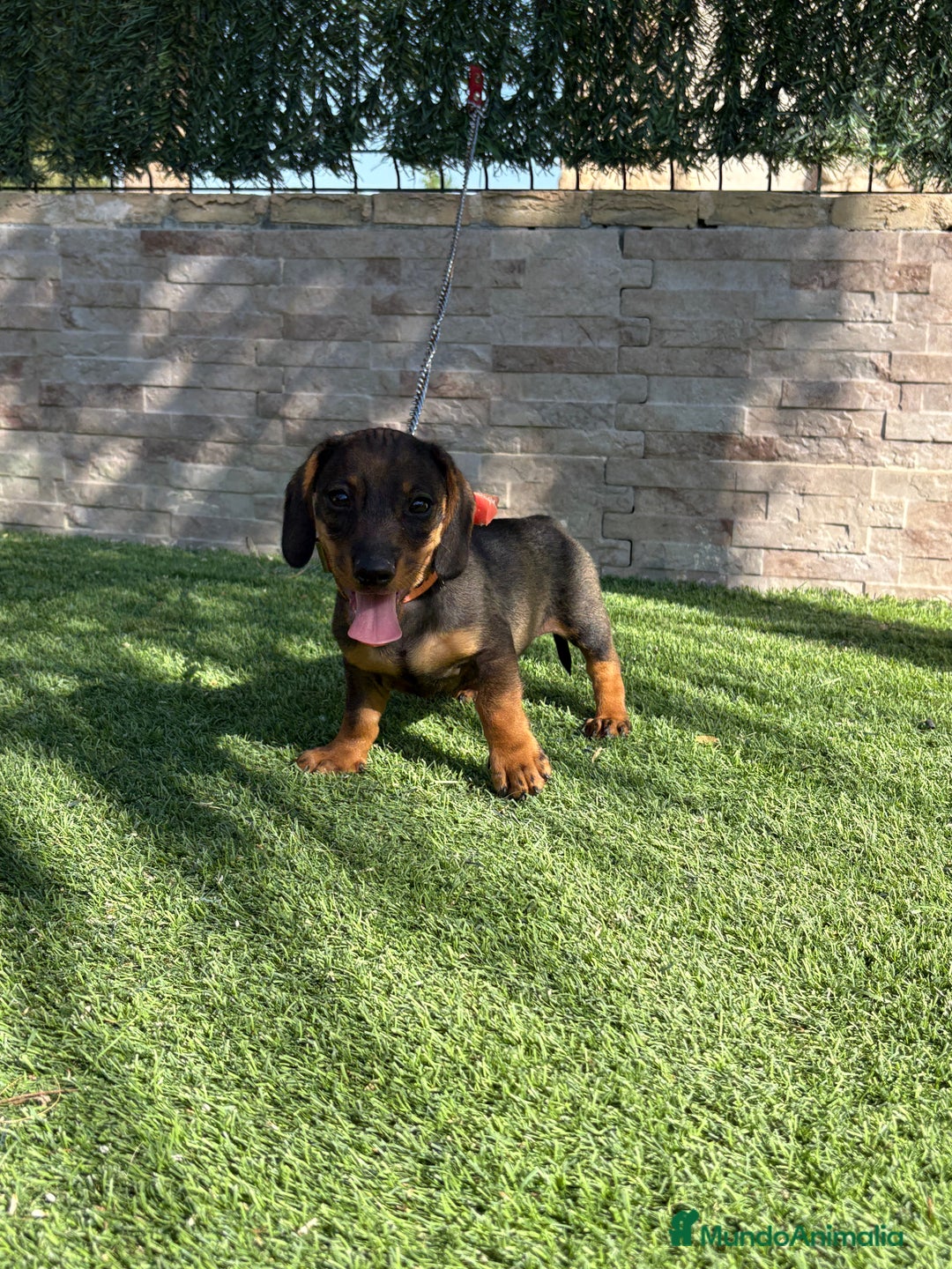 Teckel perros en venta: Teckel cachorro macho  - Imagen 6