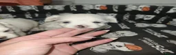 Bichón Maltés perros en venta: Bichon maltes toy - Anuncio 5
