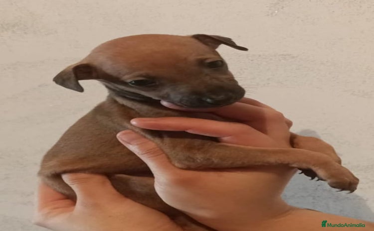 Pequeño Lebrel Italiano perros - Anuncio 9