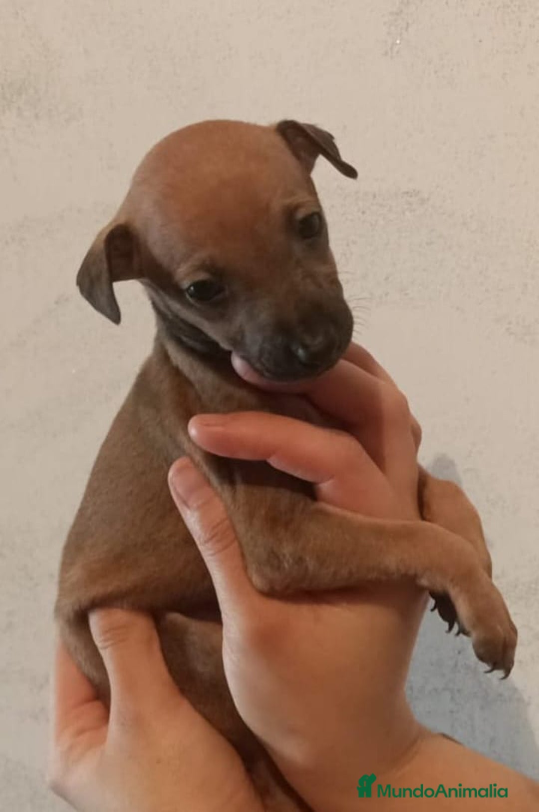 Pequeño Lebrel Italiano perros en venta: LEBREL ITALIANO - Imagen 1