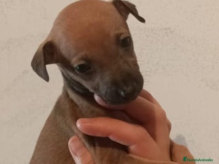 Pequeño Lebrel Italiano perros - Anuncio 10
