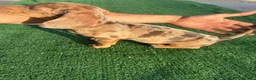 Teckel Miniatura perros en venta: Disponible Teckels de Calidad  - Anuncio 7