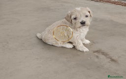 Maltipoo perros en venta: Maltipoo apricot  - Imagen 1