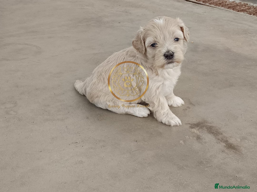 Maltipoo perros en venta: Maltipoo apricot  - Imagen 1