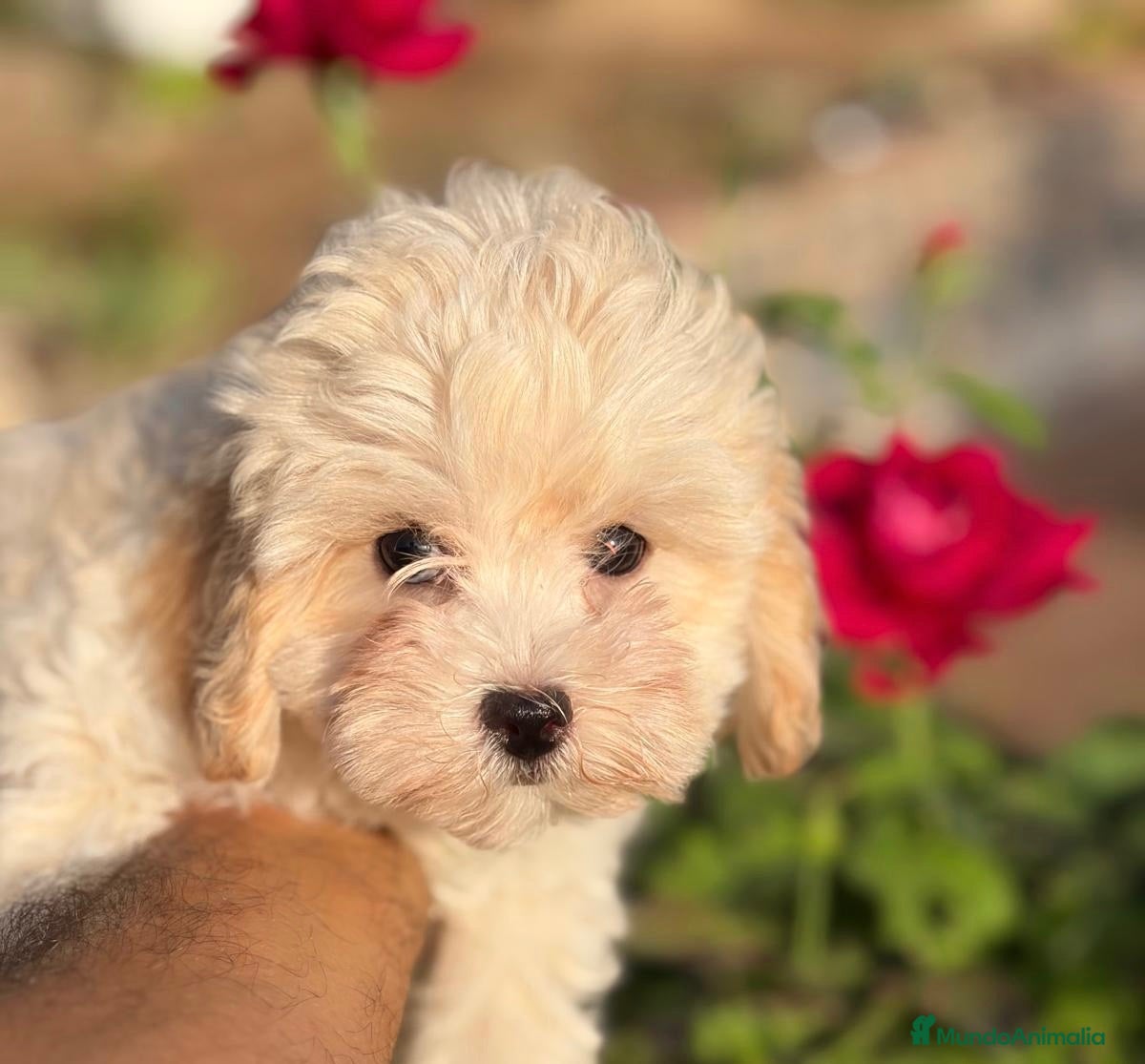 Maltipoo perros Maltipoo Hembra disponible  - Anuncio 1